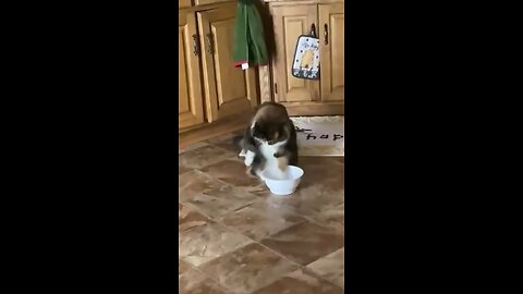 water cat