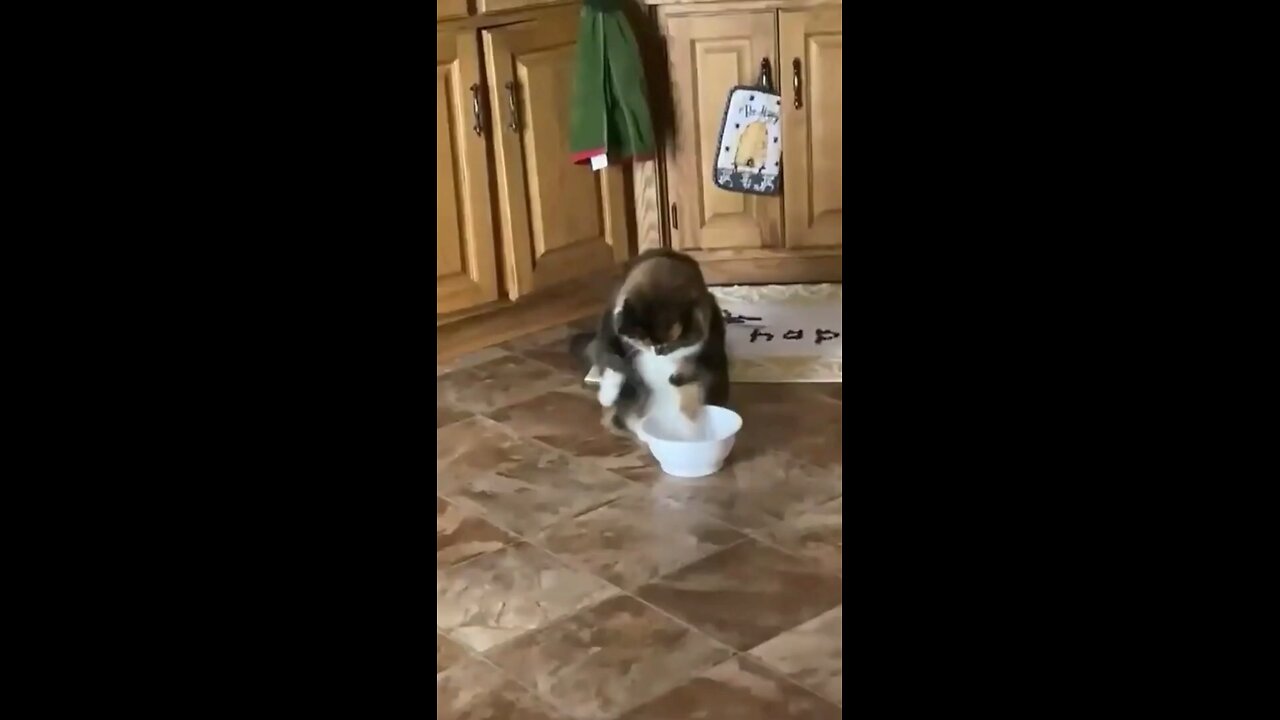water cat