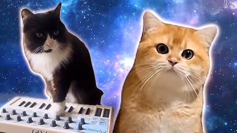 Cosmic Cats Song - The Singing Cat Catchy Tune 🤣😹 Cat Videos 🐈🤣💃Cat Dance #funnycats #dancingcat