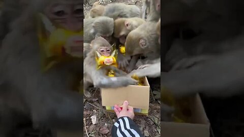 Funny monkey
