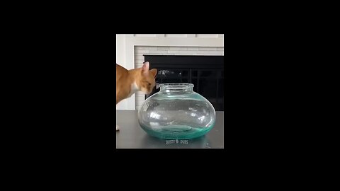 animal funny video