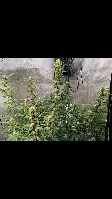 Gorilla Cookies auto week 7 day 2