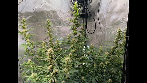Gorilla Cookies auto week 7 day 2