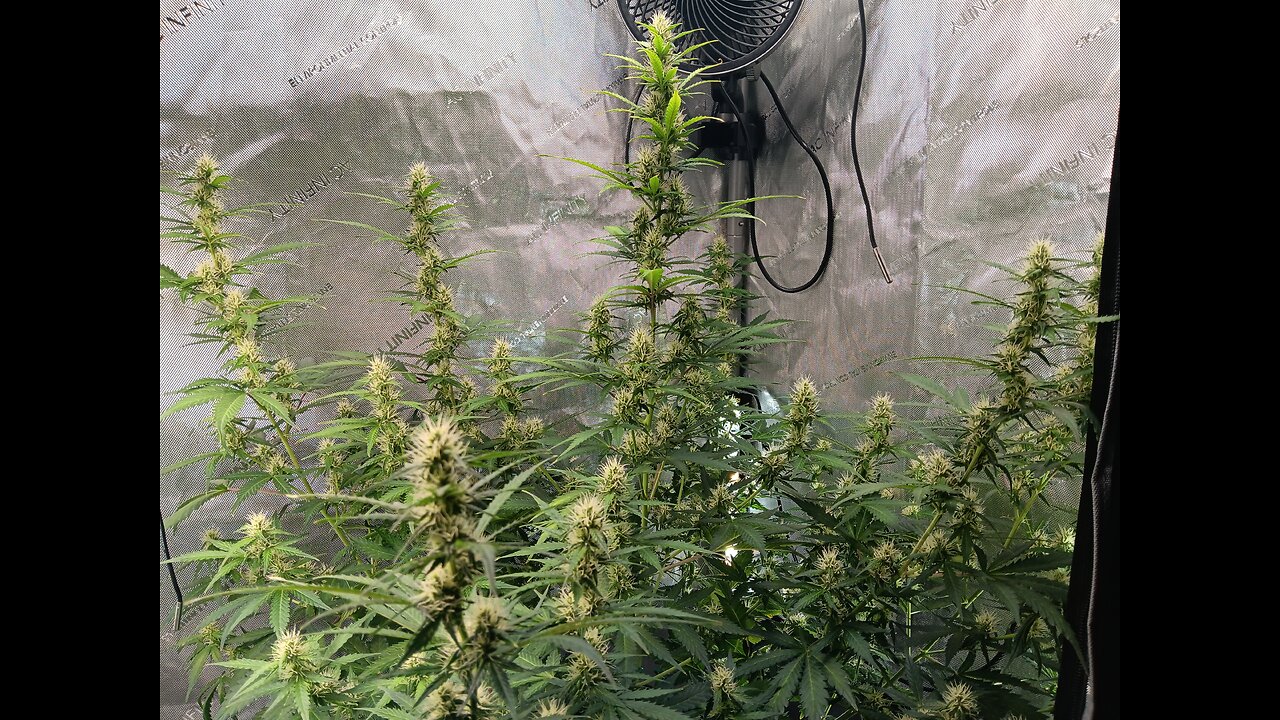 Gorilla Cookies auto week 7 day 2