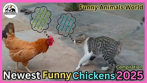Funny Chicken ★ ULTIMATE Funny CHICKEN Compilation