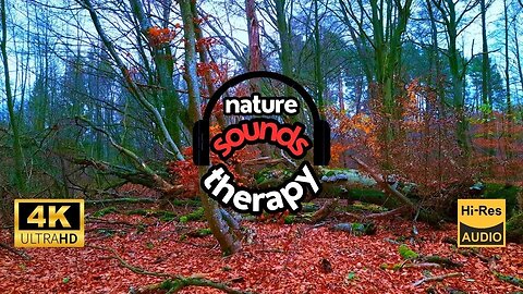 Bird Sounds at a Fallen Tree; Authentic Forest Audio 4K