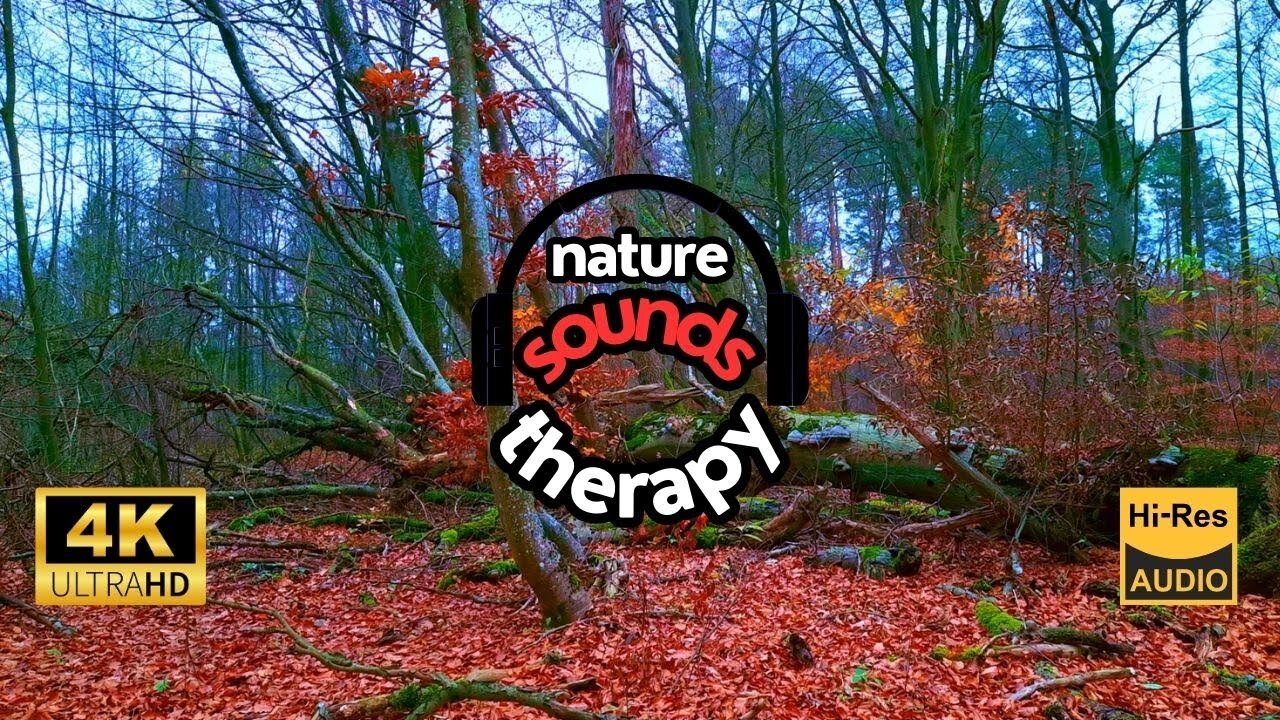 Bird Sounds at a Fallen Tree; Authentic Forest Audio 4K