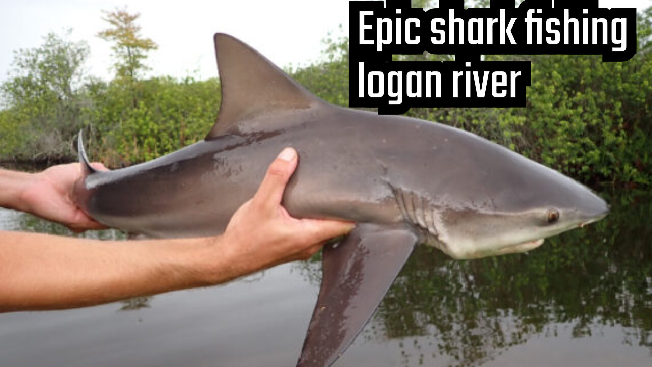 Shark fishing on Logan River Queensland