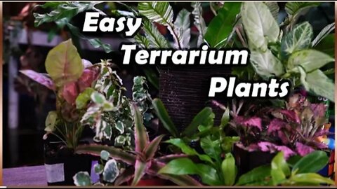Plants For Terrariums || Terrarium Tuesday