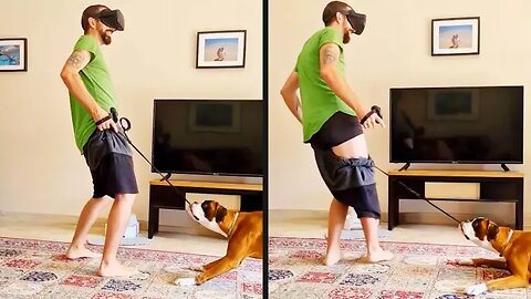 Your Daily Dose of Pets - Apparently It Was His Turn to Play