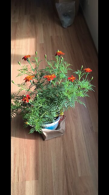 MARIGOLD THE GUEST OF THE HOUSE #truth #jesus #mary #joseph #ihs #christ #church #bible #christian #