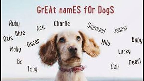 From Paws to Perfect: Guiding Your New Puppy