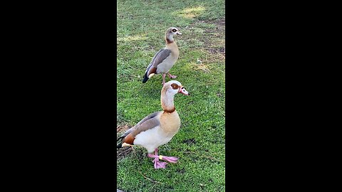 Egyptian Goose 🪿 #egyptiangoose #followme #shorts #viral #trending
