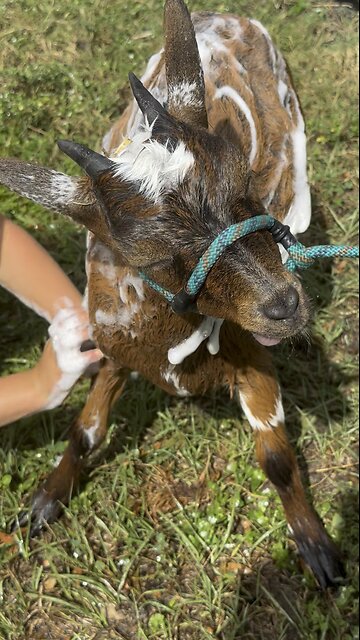 Torturing…or bathing goats?