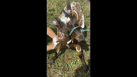 Torturing…or bathing goats?