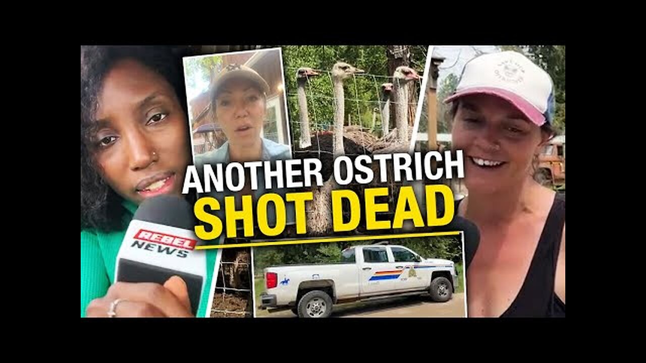 DRONES PIT-LAMPING OSTRICHES