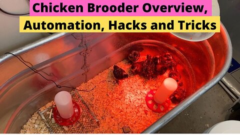 Chicken Brooder Overview Automation Hacks and Tricks