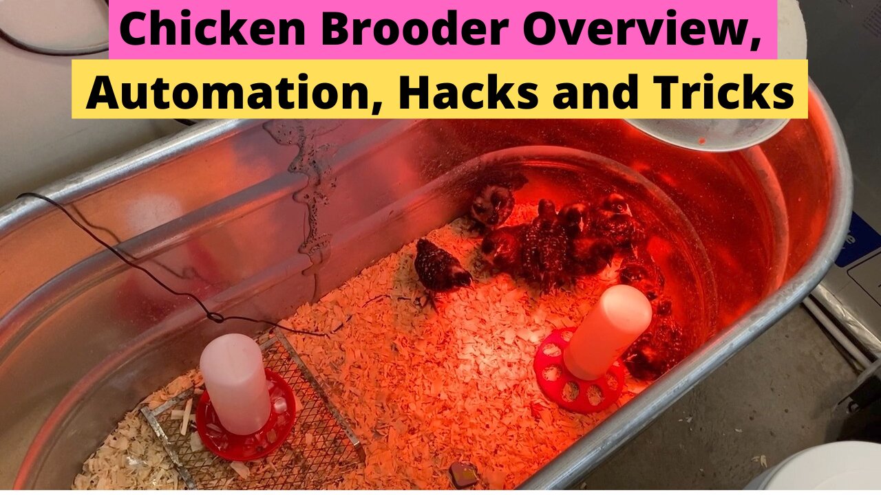 Chicken Brooder Overview Automation Hacks and Tricks