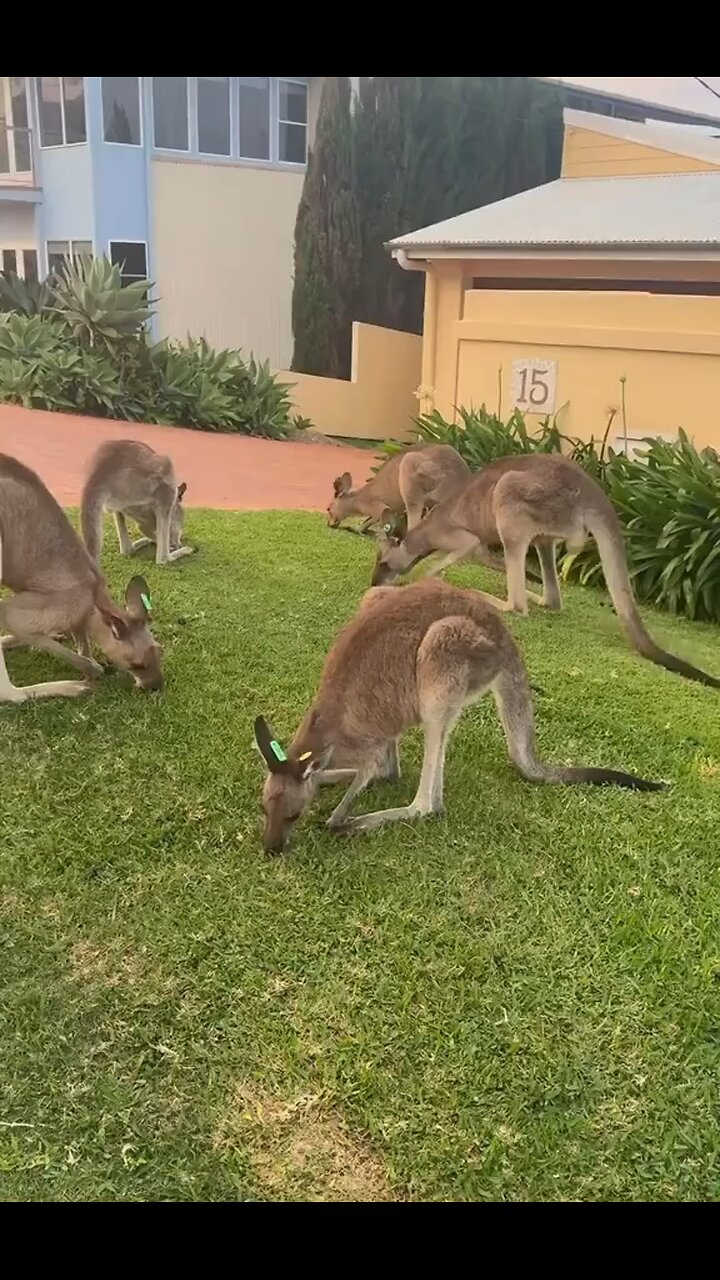 Kangaroos mowing lawn 😂
