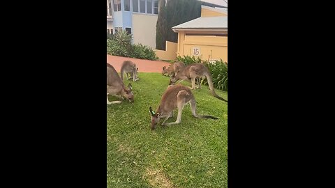 Kangaroos mowing lawn 😂