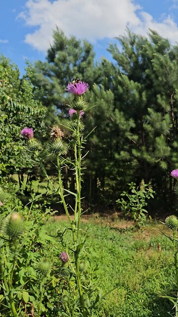 Blessings and treasures foraging.