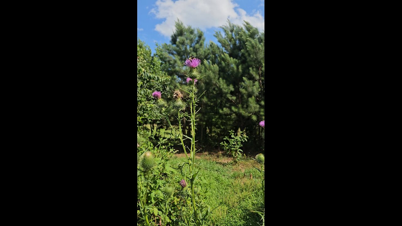 Blessings and treasures foraging.