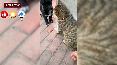 This Pet Deserves an Oscar for Drama! 🎭🐾🤣 You won't stop laughing – watch till the end! ⏳📹