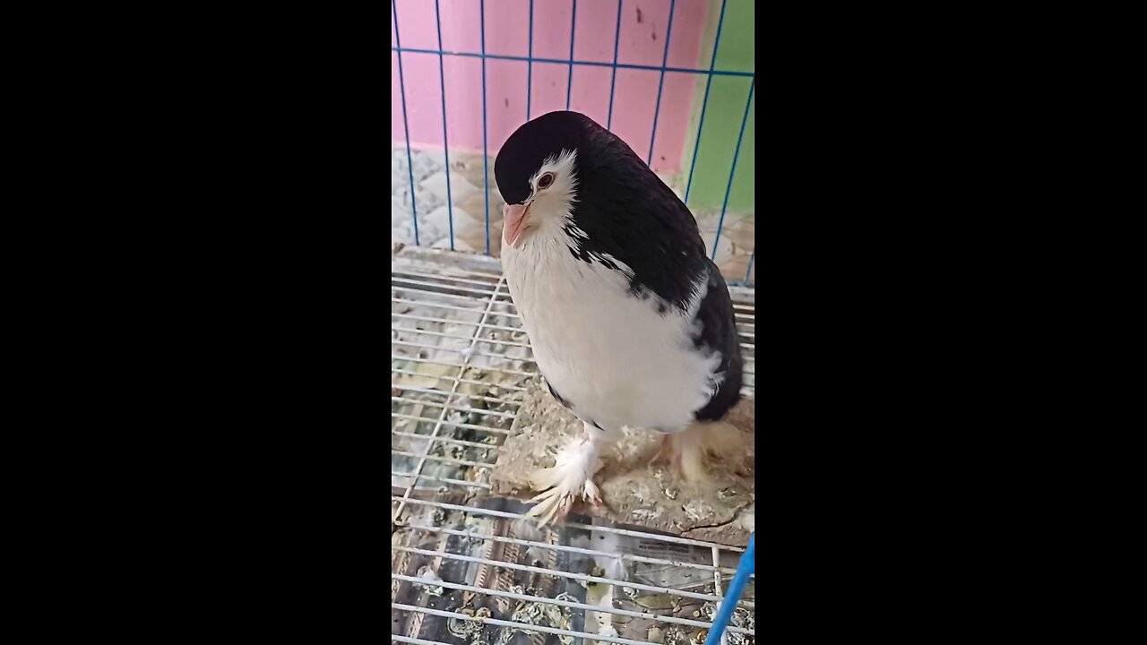 pigeon