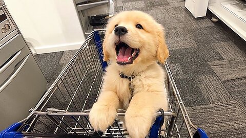DOGS Think They OWN The Place!- Funny Dog and Human