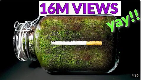 CIGARETTE IN SOIL - 1 YEAR Time Lapse [8K]