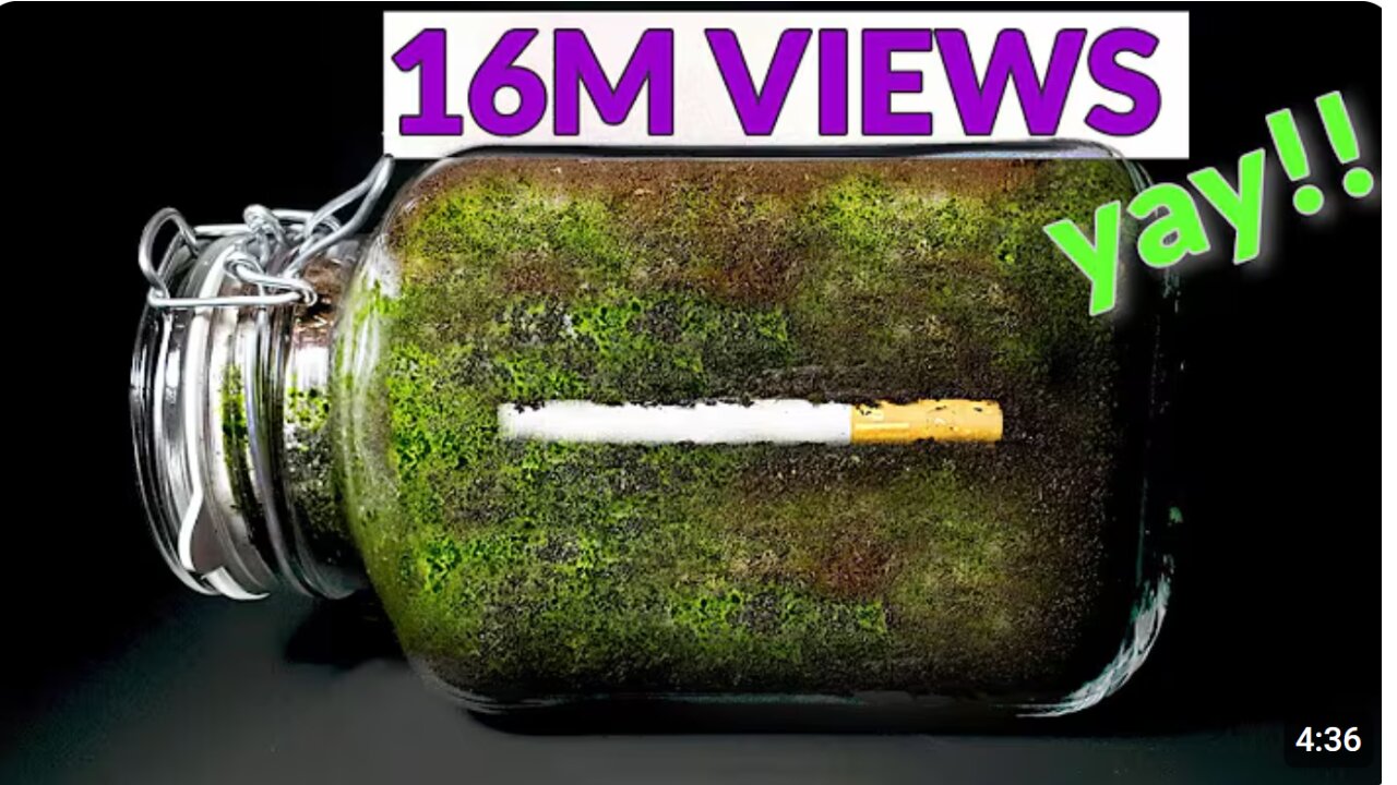 CIGARETTE IN SOIL - 1 YEAR Time Lapse [8K]