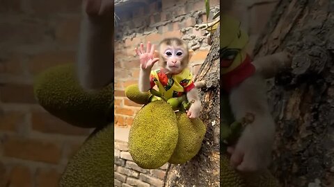 Baby monkeys smile with their hearts, and we feel it in ours. 😊🐒