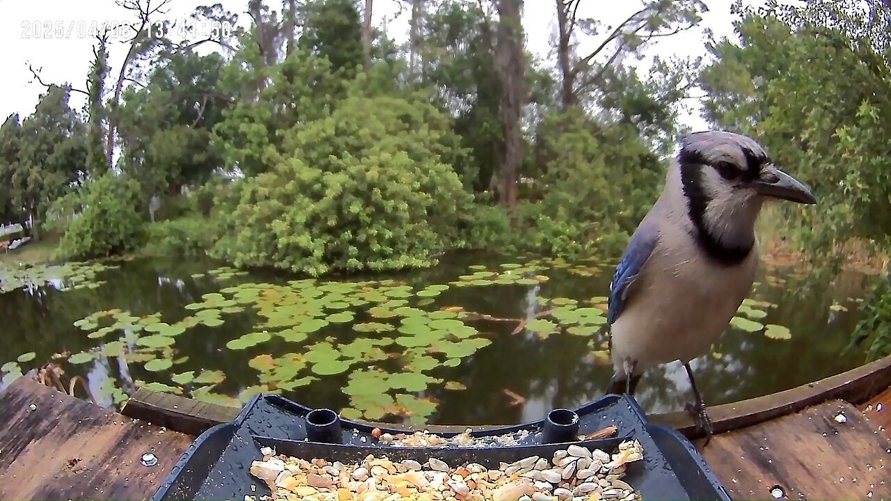 Birds on the lake.