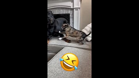 Animal Talk