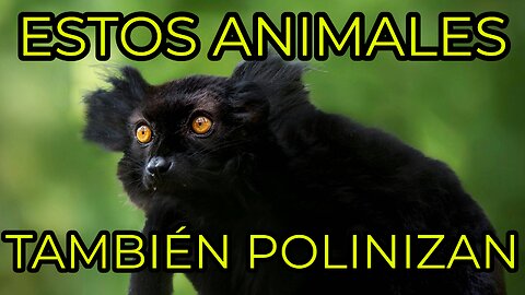 Animales polinizadores-Surprising Animal Pollinators (That Aren't Bees!) – Part 1