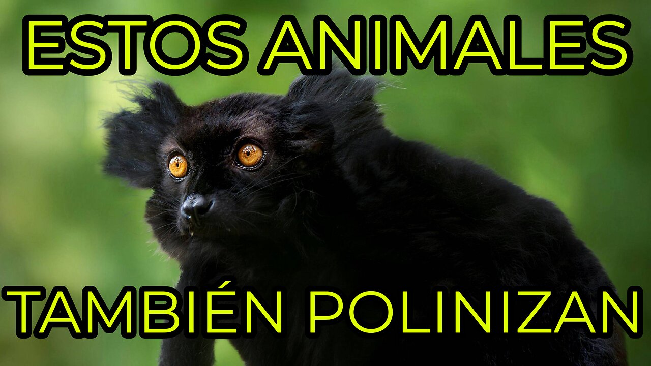 Animales polinizadores-Surprising Animal Pollinators (That Aren't Bees!) – Part 1