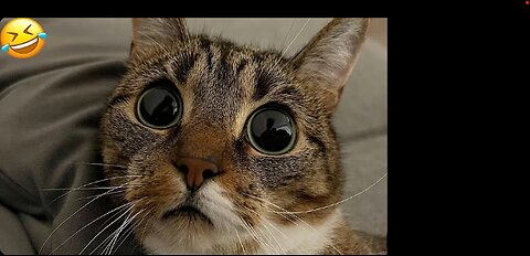 Funny animal videos 2023 - Funny cats/dogs