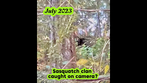 Full video of members of the Sasquatch clan caught on camera. July 2023