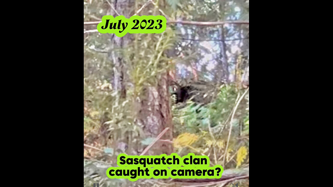 Full video of members of the Sasquatch clan caught on camera. July 2023