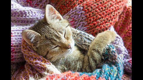 Peaceful moments with cats 🐾