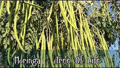 HEALTH BENEFITS OF THE MORINGA TREE AKA THE TREE OF LIFE. 💖