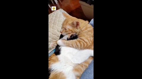 Cats in Love