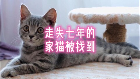走失七年的家猫被找到