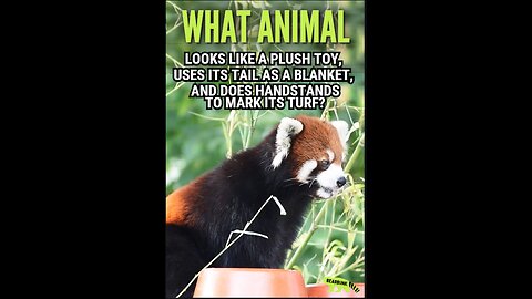 What Animal Looks Like a Plush Toy Uses Its Tail as a Blanket & Does Handstands to Mark Its Turf?