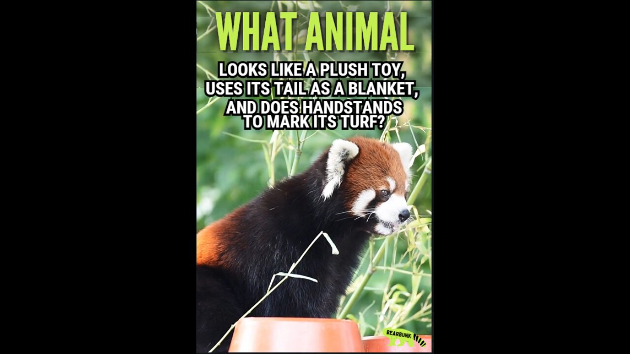 What Animal Looks Like a Plush Toy Uses Its Tail as a Blanket & Does Handstands to Mark Its Turf?