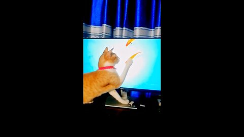 cat funny videos