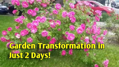 Garden Transformation in Just 2 Days!