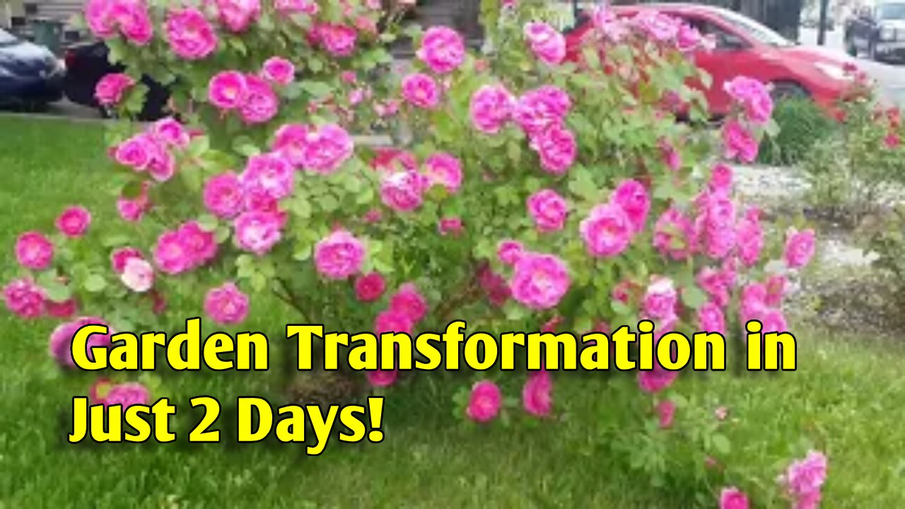 Garden Transformation in Just 2 Days!