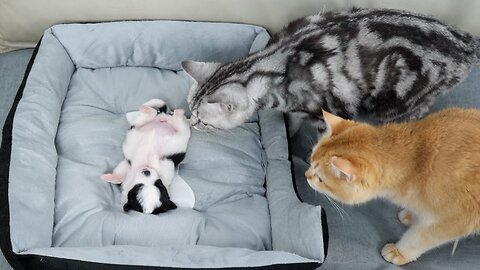 The cat suspects that the abandoned puppy is dead | His reaction will melt your heart.