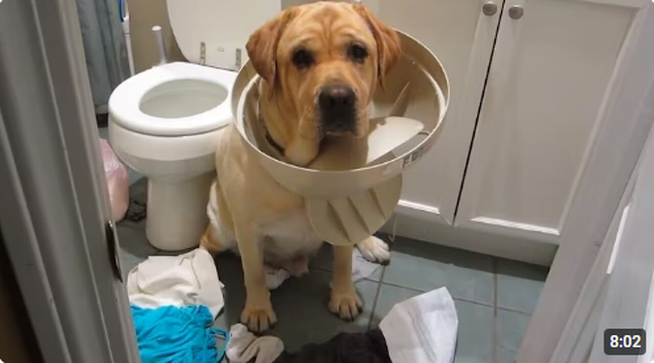 GUILTY Pets 🤣 FUNNIEST Compilation 😂 Best of Internet